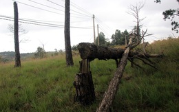 Hơn 50% cán bộ, đảng viên huyện Ea Súp sử dụng 2.000ha đất rừng
