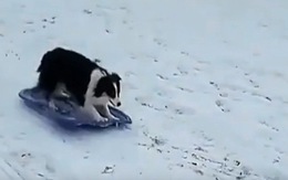 Video chó, ngựa hào hứng trong tuyết phủ trắng ở Mỹ