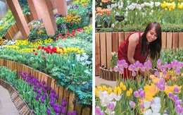 'Cung điện hoa tulip' rực rỡ ở Nhật Bản