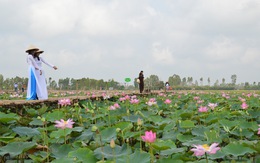 Đồng Tháp làm du lịch: thuần khiết như sen, hồn hậu như người