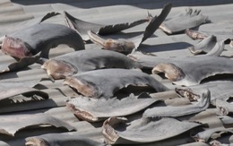 Bộ Công thương yêu cầu báo cáo vụ phơi vây cá mập trên mái nhà