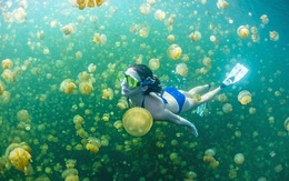 Hồ sứa tuyệt đẹp ở Palau