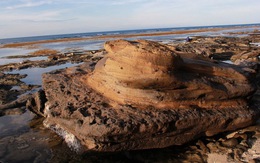 Phát hiện hóa thạch san hô độc nhất vô nhị ở Lý Sơn
