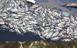 Cá chết trắng gây ô nhiễm hào thành cổ Vinh