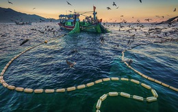 'Vũ điệu ra khơi' ở Hòn Yến mùa săn cá cơm ngần