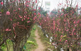 Vườn đào Nhật Tân rực sắc hồng đón Tết