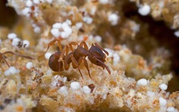 Phát hiện loài kiến gây hiệu ứng nhà kính không thua con người