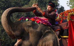 Bất ngờ khi Lào, đất nước 'triệu voi' chỉ còn chưa tới 1.000 voi