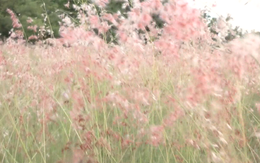 Video: Chiêm ngưỡng đồi cỏ hồng M’Đrăk
