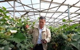 Video: Đà Lạt trồng thành công phúc bồn tử đen cho thu nhập cao