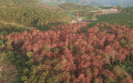 Video: Kỷ luật cán bộ huyện Lâm Hà vì liên quan đến vụ đầu độc rừng thông