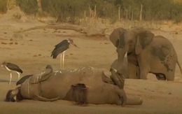 Đau lòng 55 con voi chết thảm vì đói khát, bị kền kền rỉa xác