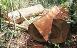 Quảng Bình khởi tố một trạm trưởng vì để lâm tặc phá rừng
