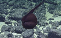 Loài cá 'không giống ai': mình lươn, miệng rộng như quả bóng