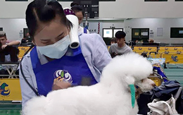 Cô gái Việt giỏi cắt tỉa làm đẹp cún cưng chinh phục giám khảo Đài Loan
