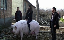 Thiếu thịt, nông dân Trung Quốc vỗ béo heo to như con bò
