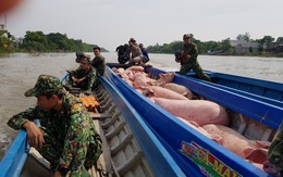 Bắt gần 2 tấn heo lậu từ Campuchia vào Việt Nam