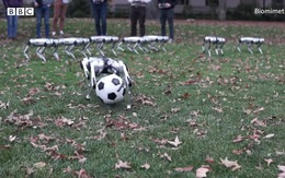 Video chó robot chơi đá bóng và nhảy lộn ngược đẹp mắt