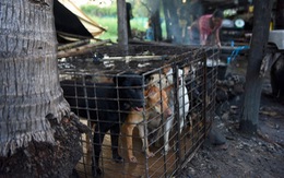 Dân Campuchia vừa mổ chó vừa van nài: 'Xin hãy tha thứ cho tao!'