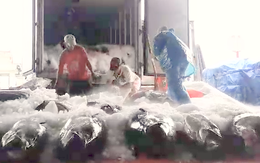 Video: Ngư dân trúng hàng trăm tấn cá sau bão số 6 tại Bình Định