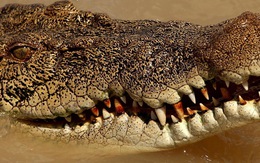 Bị cá sấu 2,8m lao vô ngoạm, chọc mù mắt thoát chết