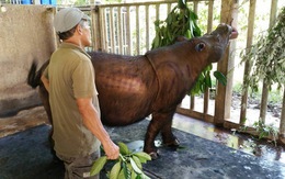Con tê giác Sumatra cuối cùng ở Malaysia đã chết