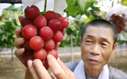 Nhật tăng cường bảo vệ quyền sở hữu trí tuệ cho các nông sản mới