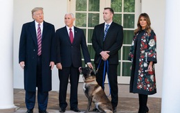 Ông Trump trao huân chương cho chó Conan hỗ trợ tiêu diệt trùm IS