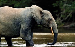Nga tặng vũ khí cho Gabon ngăn săn trộm voi
