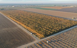 Phát hiện 10 triệu cây cần sa trồng trái phép trị giá 1 tỉ USD ở California