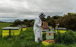 Tranh chấp quyết liệt vì loại mật ong thần dược