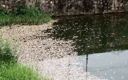 Hàng tấn cá chết trắng hồ ở Quảng Trị