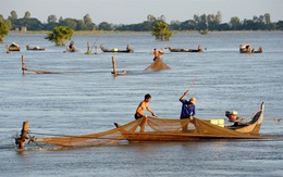 Thương nhớ những mùa cá linh - Kỳ 2: 'Mùa hội' cá linh