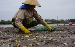 Ngao chết hàng loạt ở vùng triều Thanh Hóa do mật độ nuôi quá dầy