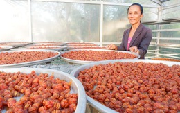 Kể chuyện cây trái miền Tây - Kỳ cuối: Làm gì để tăng giá trị trái cây Việt?