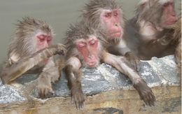 Nhật xây khu suối nước nóng cho khỉ nghỉ dưỡng