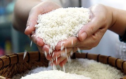 'Loạn' giống lúa dỏm - Kỳ 3: Phải bảo vệ danh tiếng gạo Việt Nam
