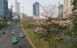 TP.HCM phát động trồng cây tạo mảng xanh làm đẹp thành phố dịp tết