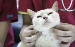 Dân Singapore bỏ đến vài trăm đôla mua bảo hiểm cho thú cưng