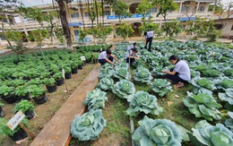 Độc đáo ngôi trường thầy trò trồng đầy bắp cải, rau, hoa