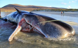 Xác cá nhà táng dạt vào bờ với hơn 100kg rác trong bụng