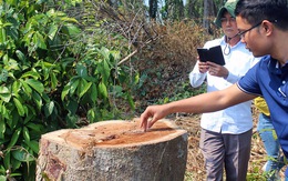 Thanh tra vụ đốn hạ cây rừng tự nhiên trong khu bảo tồn ở Đồng Nai