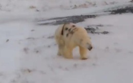 Dân mạng phẫn nộ cảnh gấu Bắc Cực bị phun sơn đầy mình