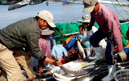 Đi biển đầu năm, ngư dân Quảng Trị trúng hơn 5 tỉ đồng cá bè vàng