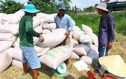 Trung Quốc áp thuế cao, xuất khẩu gạo Việt gặp khó