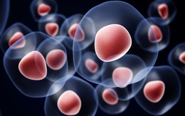 Dùng tế bào gốc điều trị tổn thương tủy sống