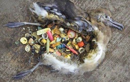 Phát hiện hóa chất nhựa trong trứng chim biển