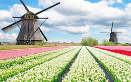Tour xuân 5 nước: Lễ hội hoa xuân tulip Hà Lan
