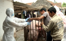 8 phòng xét nghiệm miễn phí virút gây dịch tả lợn Châu Phi