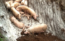 '5 không' chống mầm bệnh dịch tả lợn châu Phi phát tán